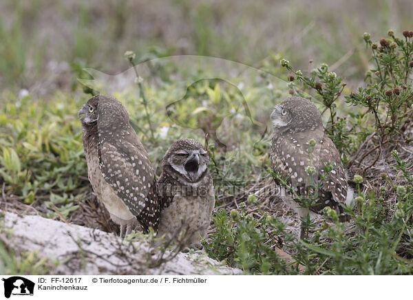 Kaninchenkauz / burrowing owl / FF-12617