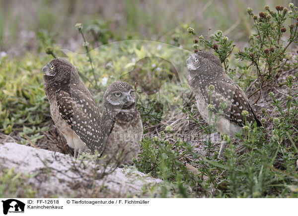 Kaninchenkauz / burrowing owl / FF-12618