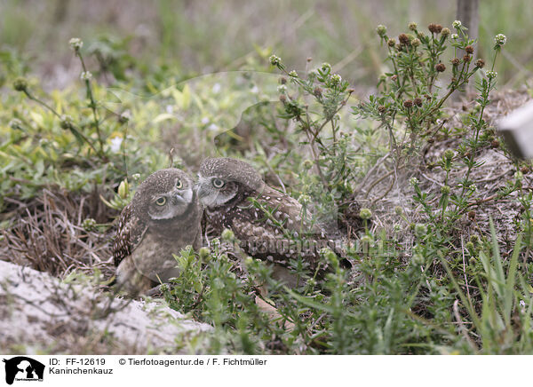 Kaninchenkauz / burrowing owl / FF-12619