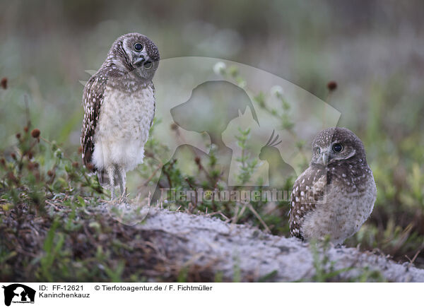Kaninchenkauz / burrowing owl / FF-12621