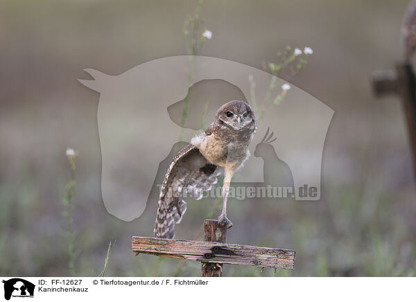 Kaninchenkauz / burrowing owl / FF-12627