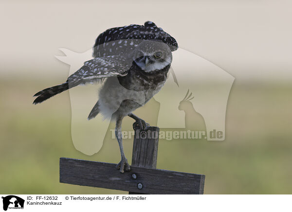 Kaninchenkauz / burrowing owl / FF-12632