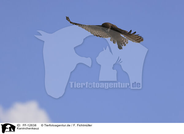 Kaninchenkauz / burrowing owl / FF-12638