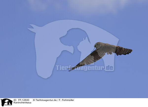 Kaninchenkauz / burrowing owl / FF-12640