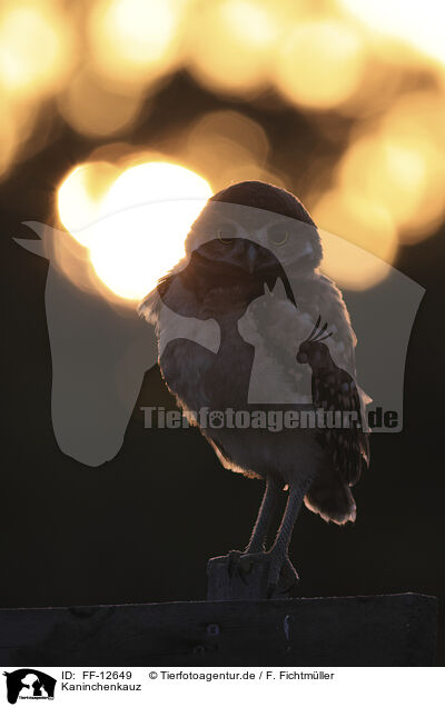 Kaninchenkauz / burrowing owl / FF-12649