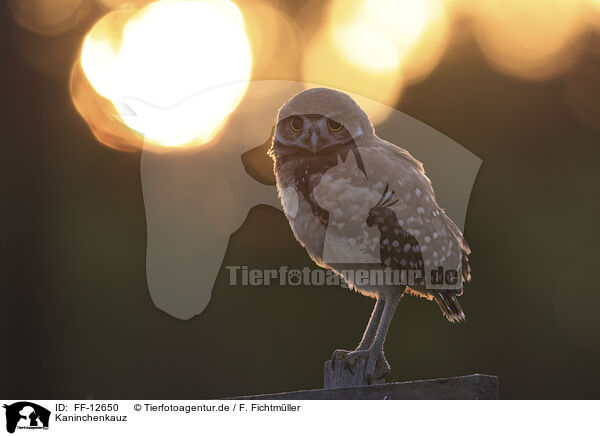 Kaninchenkauz / burrowing owl / FF-12650