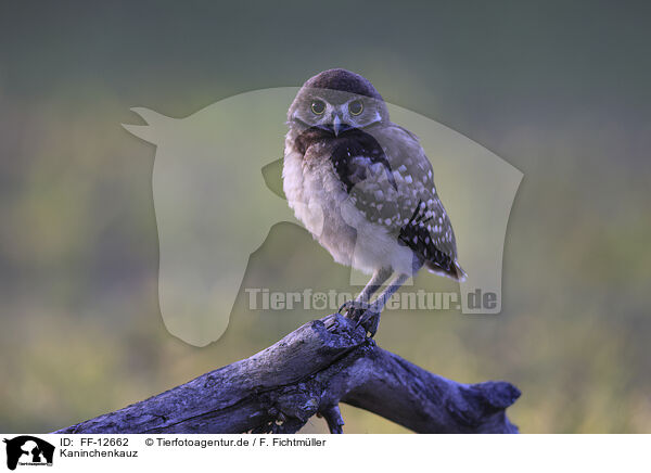 Kaninchenkauz / burrowing owl / FF-12662