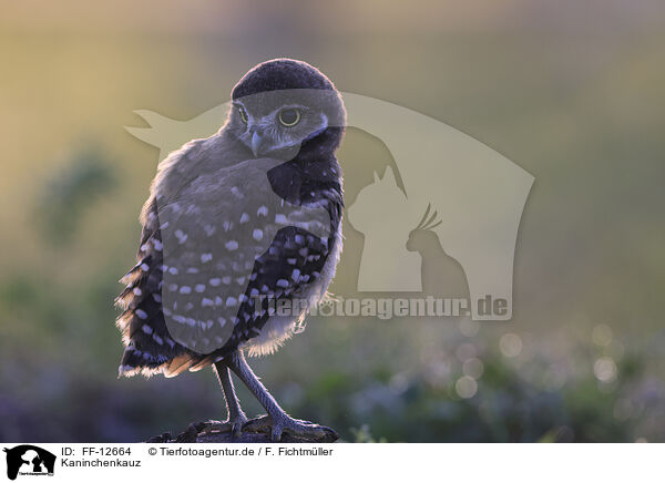 Kaninchenkauz / burrowing owl / FF-12664