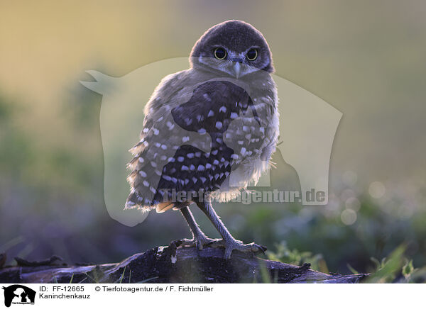 Kaninchenkauz / burrowing owl / FF-12665