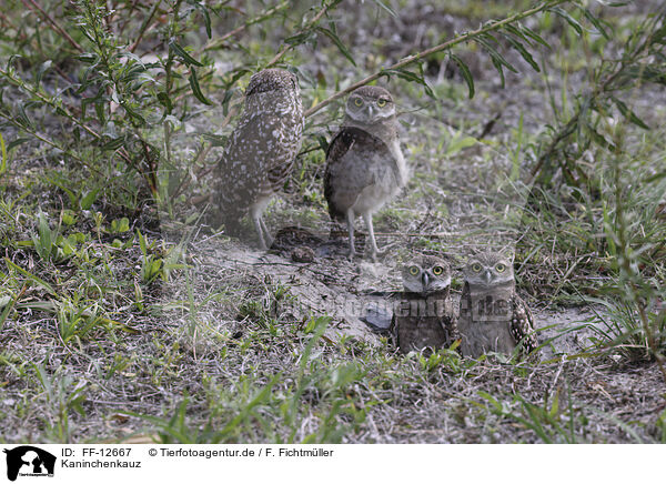 Kaninchenkauz / burrowing owl / FF-12667