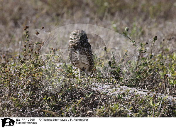 Kaninchenkauz / burrowing owl / FF-12668