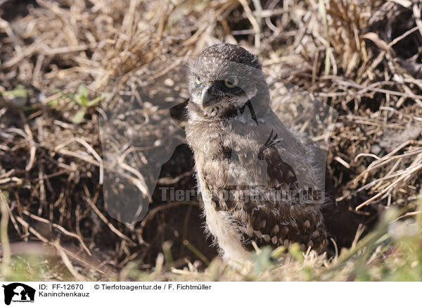 Kaninchenkauz / burrowing owl / FF-12670