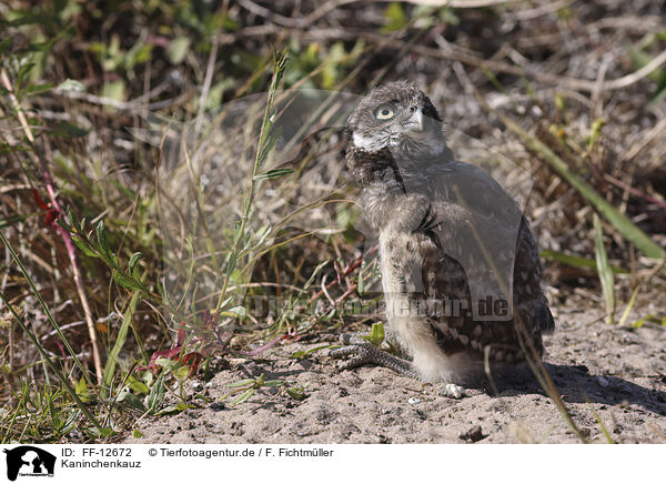 Kaninchenkauz / burrowing owl / FF-12672