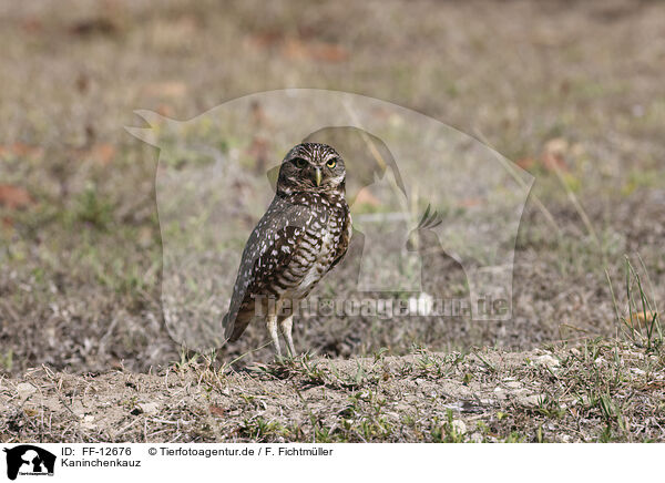 Kaninchenkauz / burrowing owl / FF-12676