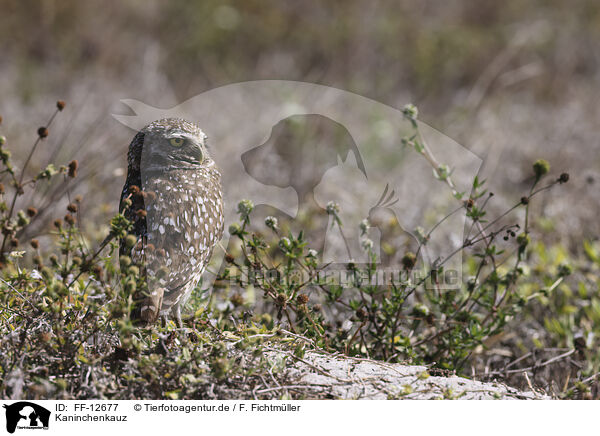 Kaninchenkauz / burrowing owl / FF-12677