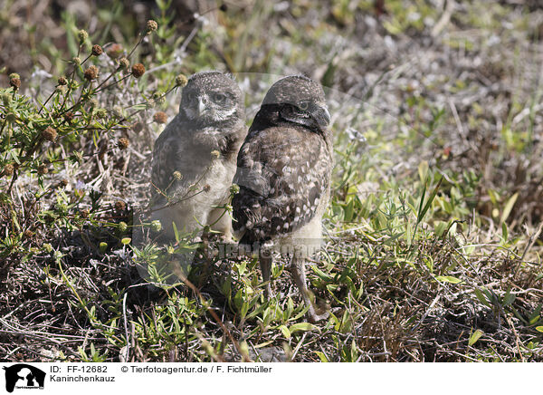 Kaninchenkauz / burrowing owl / FF-12682