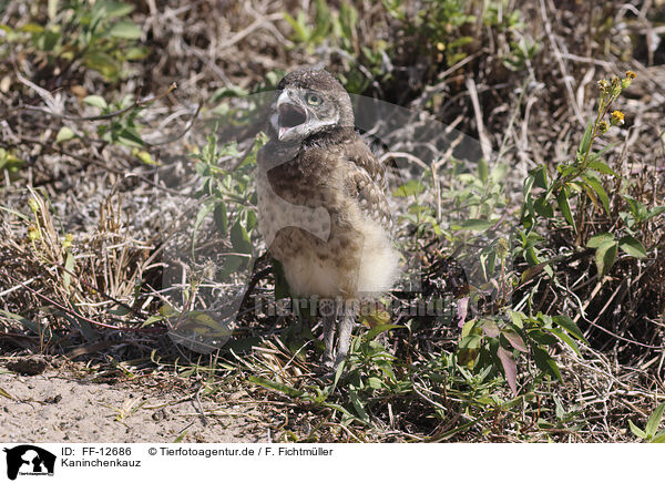 Kaninchenkauz / burrowing owl / FF-12686