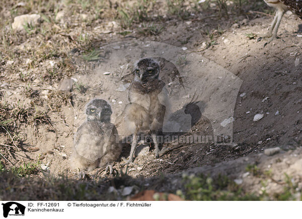 Kaninchenkauz / burrowing owl / FF-12691