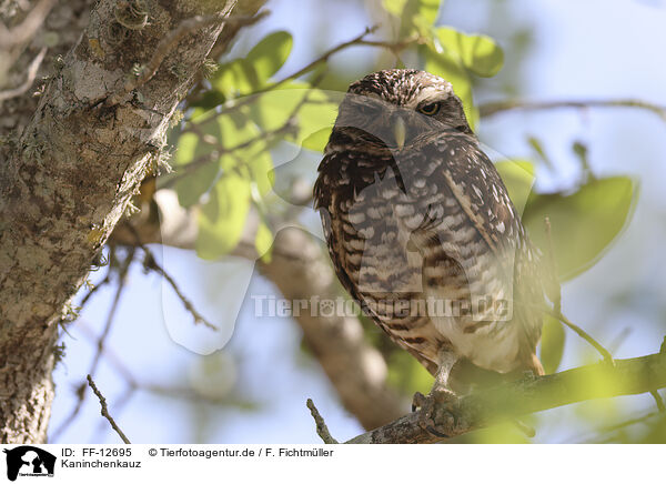 Kaninchenkauz / burrowing owl / FF-12695