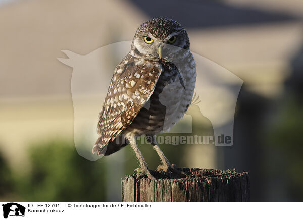 Kaninchenkauz / burrowing owl / FF-12701