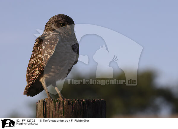 Kaninchenkauz / burrowing owl / FF-12702