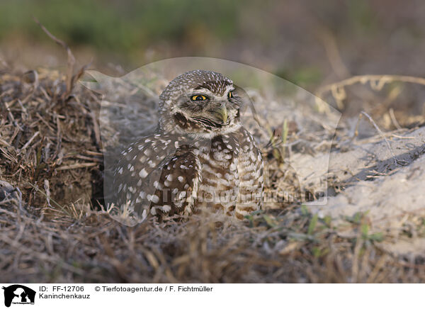 Kaninchenkauz / burrowing owl / FF-12706