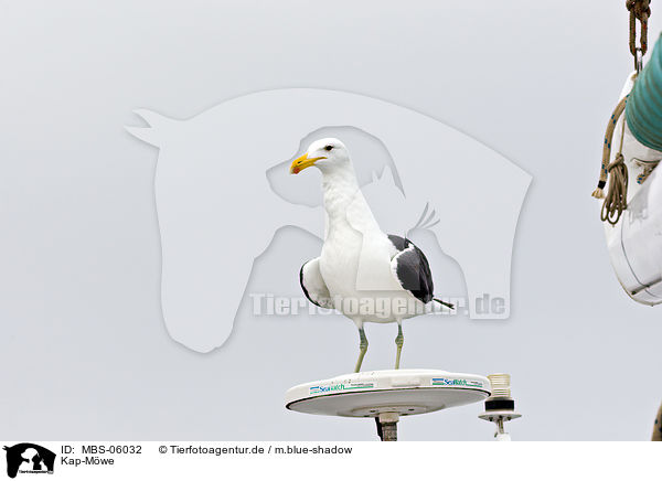Kap-Mwe / cape gull / MBS-06032