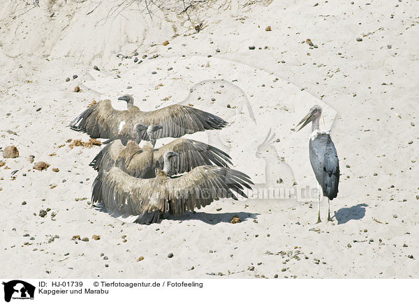 Kapgeier und Marabu / Cape Griffons and Marabou Stork / HJ-01739