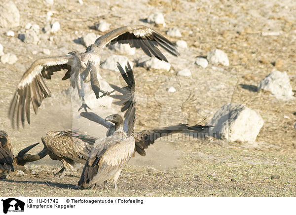 kmpfende Kapgeier / HJ-01742
