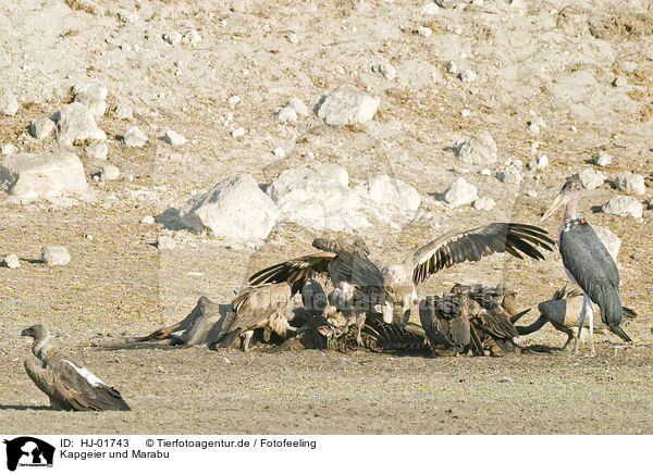 Kapgeier und Marabu / Cape Griffons and Marabou Stork / HJ-01743