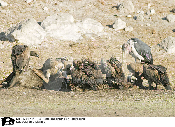 Kapgeier und Marabu / Cape Griffons and Marabou Stork / HJ-01744