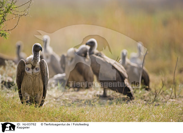 Kapgeier / cape griffons / HJ-03762