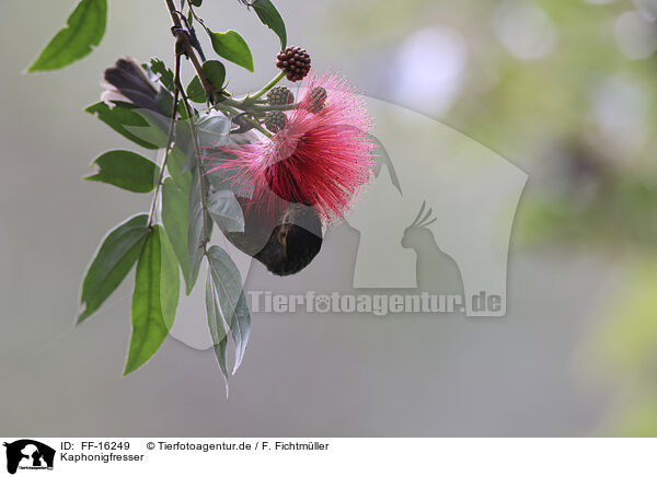 Kaphonigfresser / Macleay's honeyeater / FF-16249