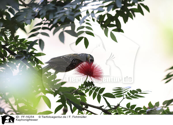 Kaphonigfresser / Macleay's honeyeater / FF-16254