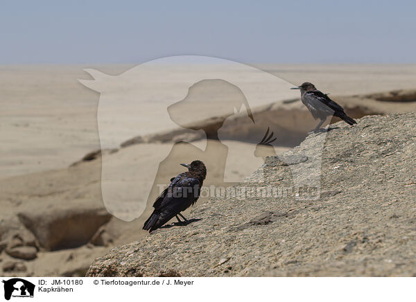 Kapkrhen / black crows / JM-10180
