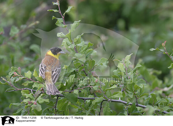 Kappenammer / black-headed bunting / THA-11256