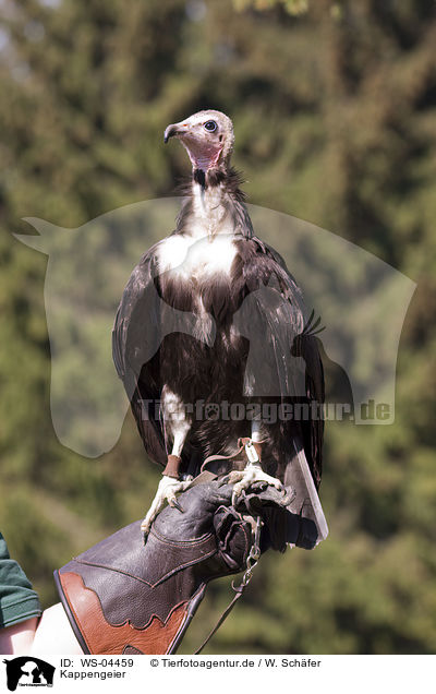 Kappengeier / hooded vulture / WS-04459