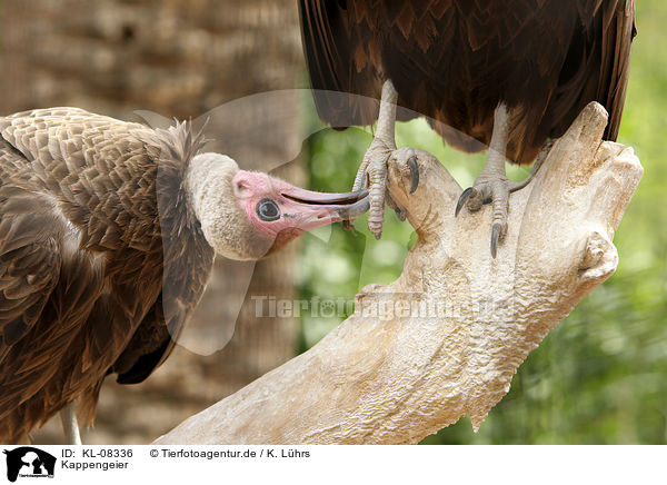Kappengeier / hooded vultures / KL-08336