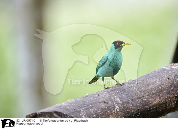 Kappennaschvogel / green honeycreeper / JR-05710