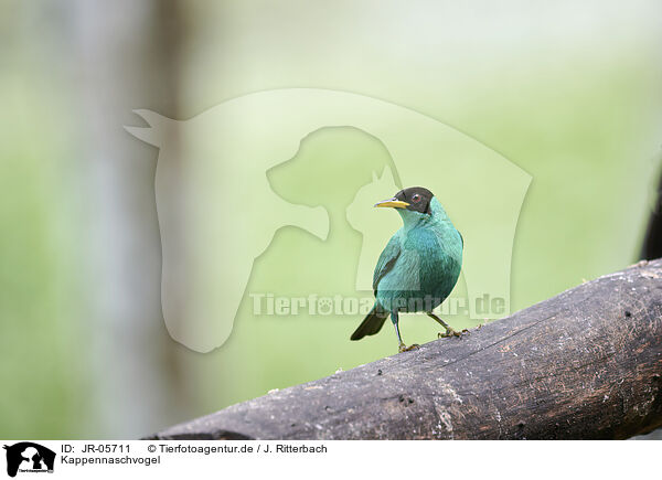 Kappennaschvogel / green honeycreeper / JR-05711