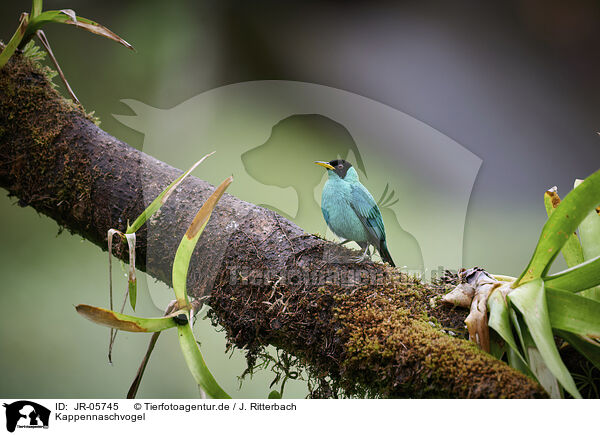 Kappennaschvogel / green honeycreeper / JR-05745