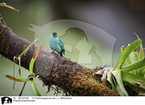 Kappennaschvogel / green honeycreeper / JR-05746