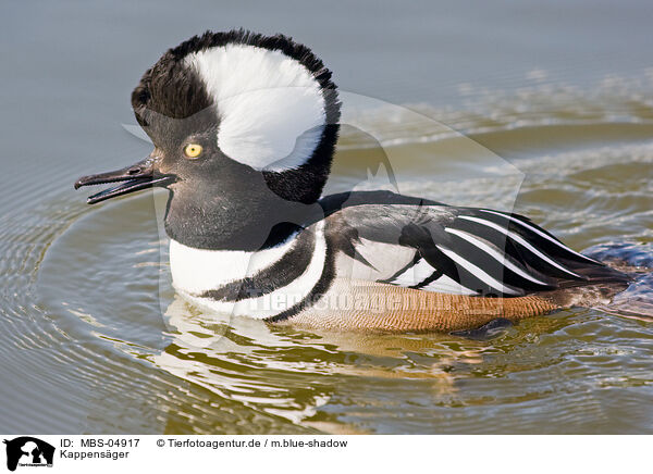 Kappensger / hooded merganser / MBS-04917