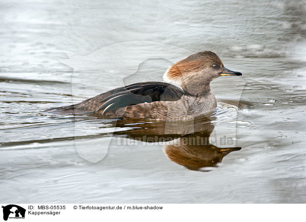 Kappensger / hooded merganser / MBS-05535