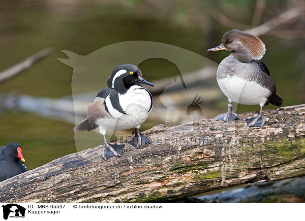 Kappensger / hooded merganser / MBS-05537