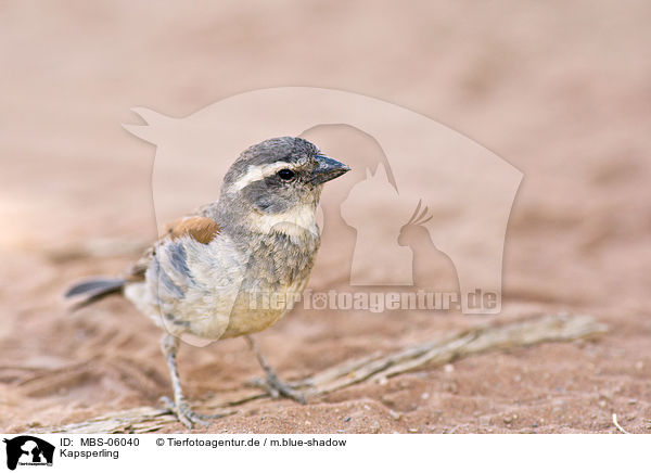 Kapsperling / cape sparrow / MBS-06040