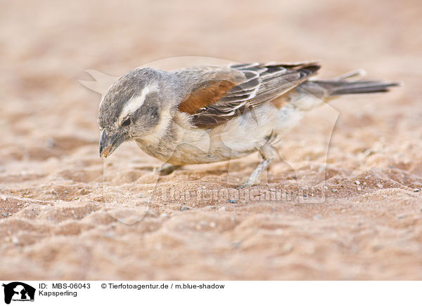 Kapsperling / cape sparrow / MBS-06043