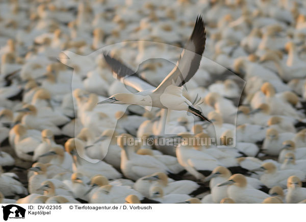 Kapt�lpel / DV-02305