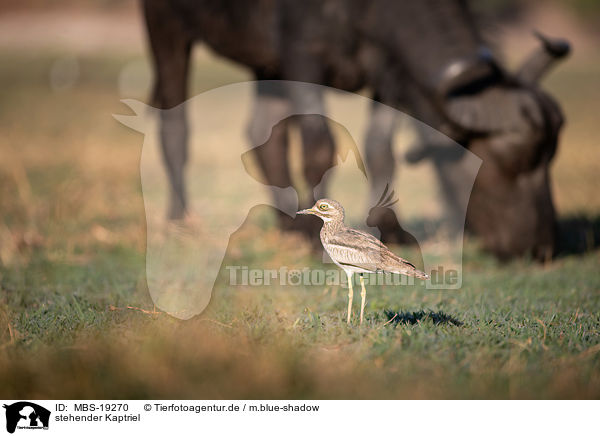 stehender Kaptriel / standing Cape dikkop / MBS-19270