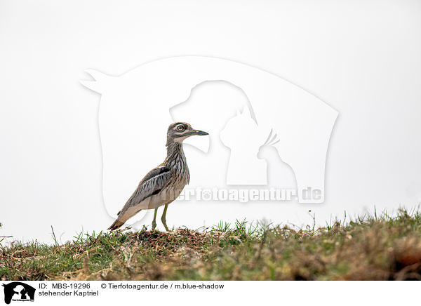 stehender Kaptriel / standing Cape dikkop / MBS-19296